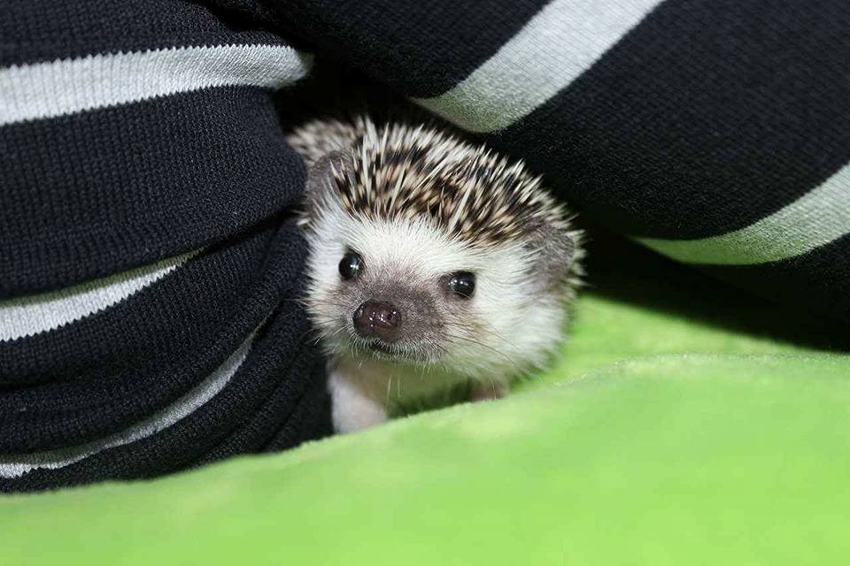 BWB Amelia - zůstala u nás