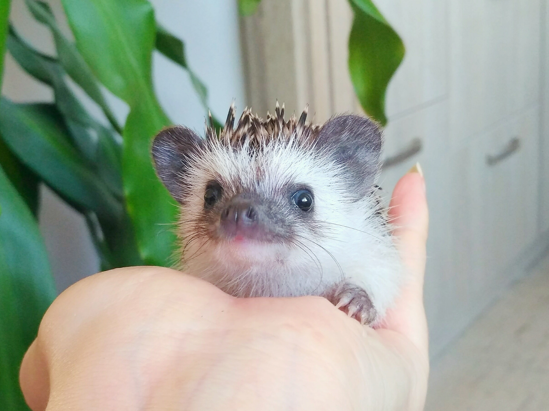 BWB Innocent Teddy "Tedík"