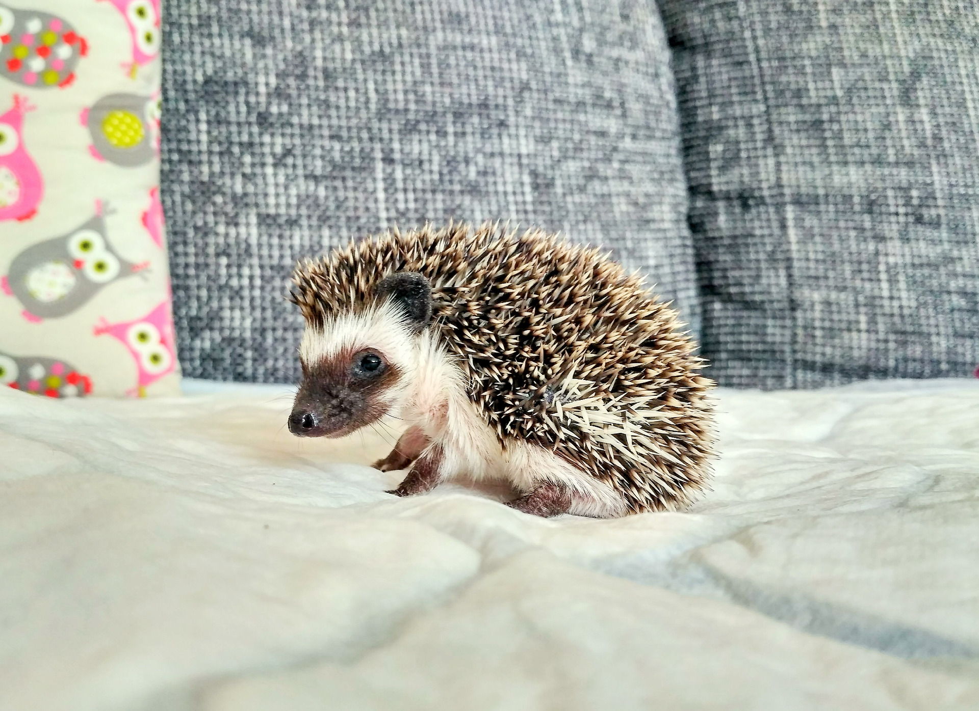 BWB Ike Mike "Míša"