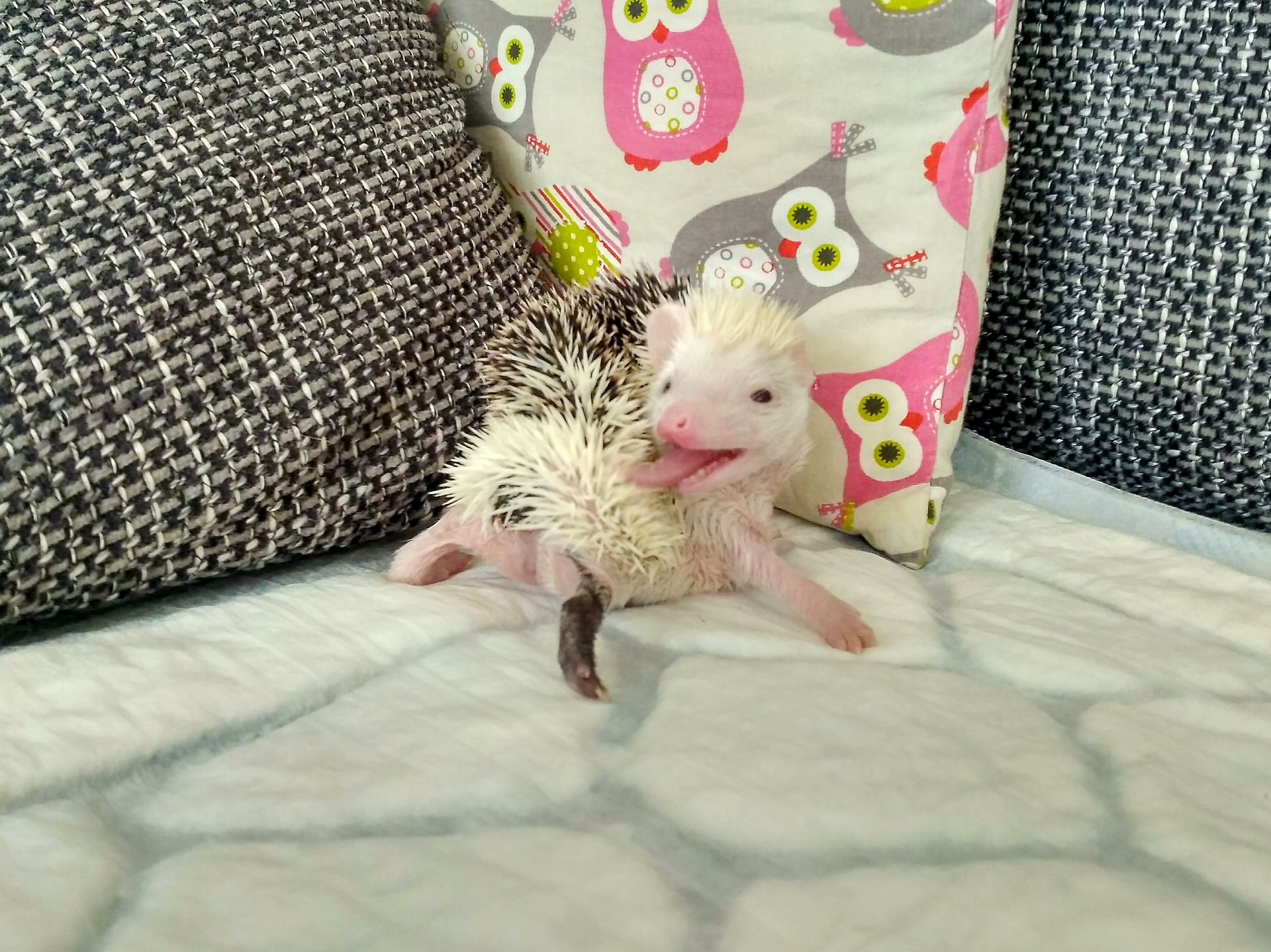 BWB Ice Lolly "Lola" - v přátelské chs Urban Hedgehog