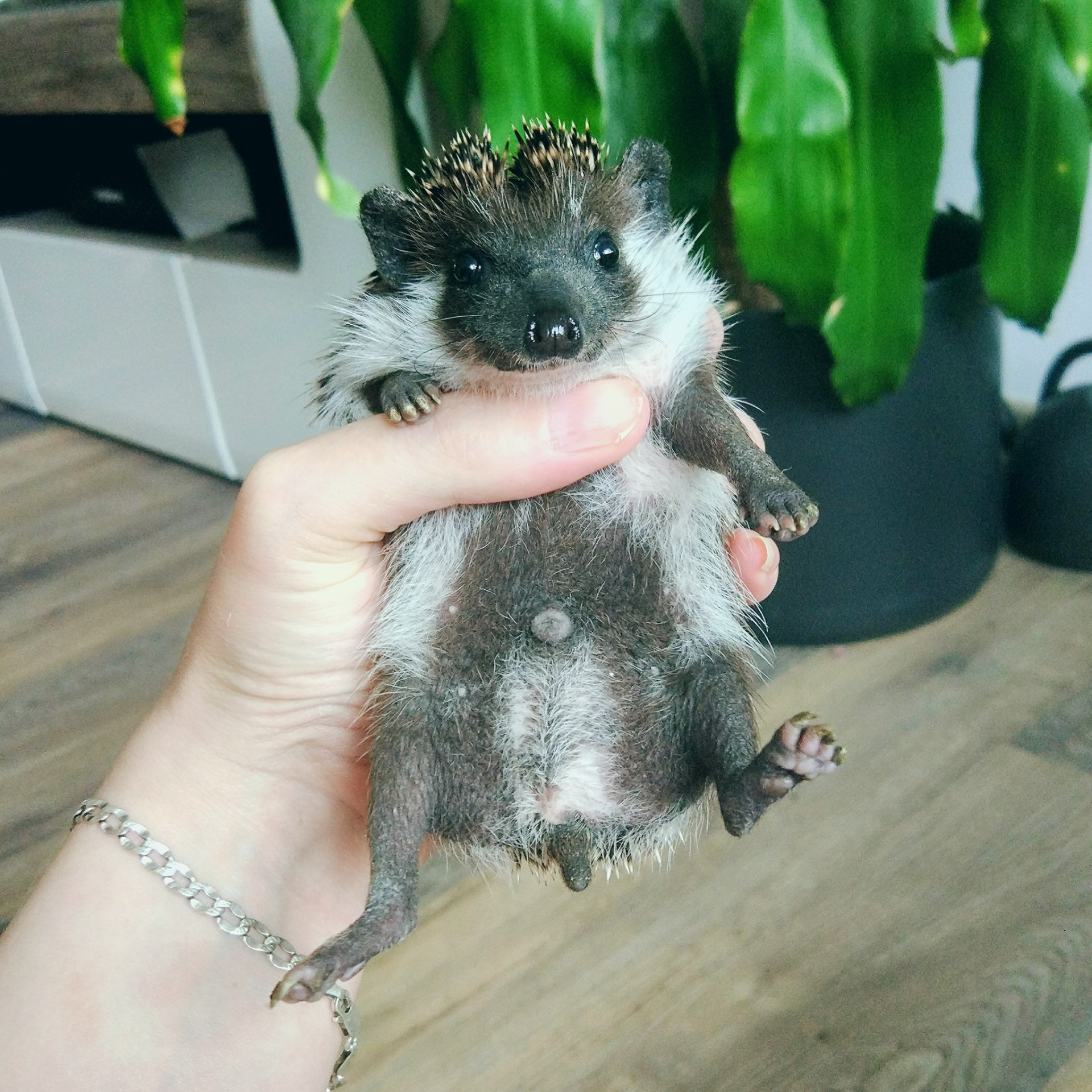 Abu Dhabi - 10 týdnů